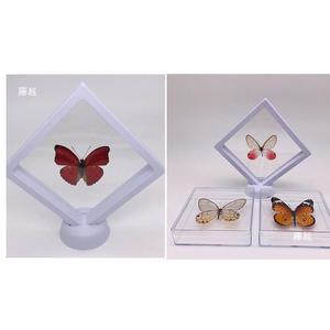 Butterfly Specimen Display Box White Frame Rectangle Shape DIY Craft Material Kit For Insect Collection - Product Image 1