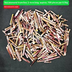 เปลือกหอยสังข์และปลาดาวธรรมชาติ ขายส่งเป็นกิโลกรัม สำหรับงาน DIY ของที่ระลึก และของสะสม - Product Image 2