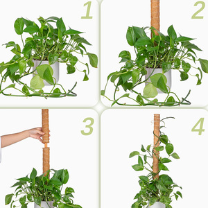 Maceta de fibra de coco duradera y ecológica con orificio de drenaje y material biodegradable para plantas trepadoras de Monstera - Product Image 2