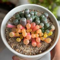 Ensembles de combinaisons de plantes succulentes écologiques, grappes de Fenestraria variées, fausses succulentes pour la décoration de la maison, du jardin et des bonsaïs, artificielles