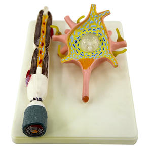 Componentes detallados de microscopía electrónica de modelo de célula neuronal de gran aumento 2500x que incluyen equipo educativo Axon - Product Image 3