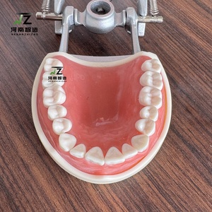 32 pz modelli Typodont studio dentistico con Kilgore staccabile denti modelli per l'insegnamento all'ingrosso modelli dentali - Product Image 6