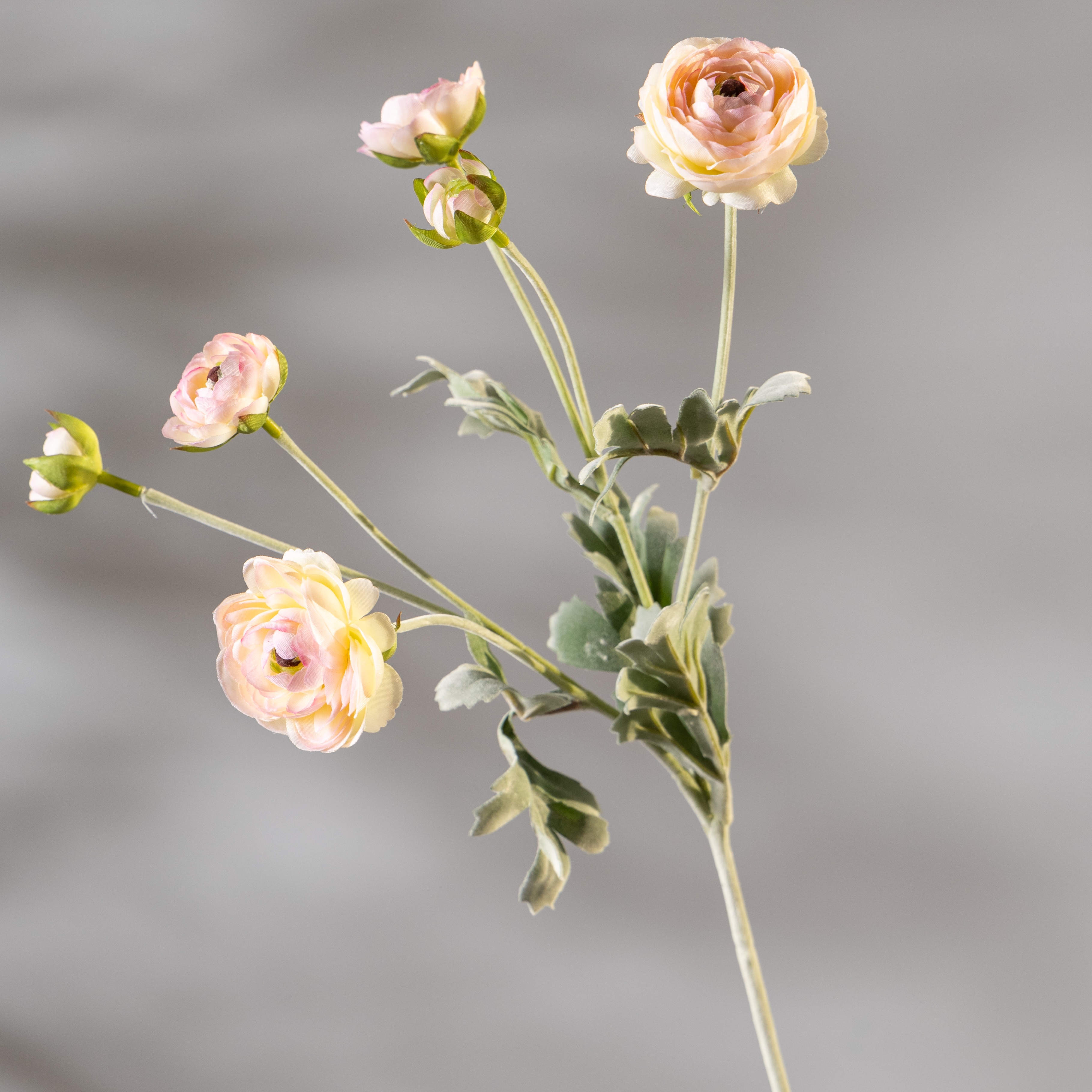 Pinkish yellow