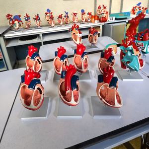 Doğumdan Beri Kalp Malformasyonu Modelleri Tıp Bilimi Modeli Anatomi Modeli Setleri Kalp Patolojisi Hastalığı Kalp Modeli Tıp Bilimi - Product Image 2