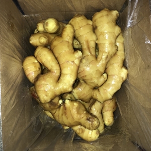 2025 fresco a buon mercato pungente e delizioso fornitori della cina di alta qualità zenzero prezzo all'ingrosso - Product Image 5