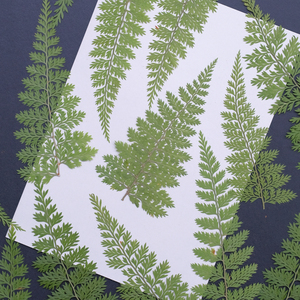 Feuilles <span class=keywords><strong>de</strong></span> <span class=keywords><strong>fougère</strong></span> faites à la main, couleur naturelle, petites branches <span class=keywords><strong>de</strong></span> haute qualité pour la décoration <span class=keywords><strong>de</strong></span> mariage, cadeaux d'usine - Product Image 5