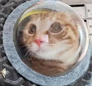 Trong suốt Acrylic bán cầu chống bụi hiển thị bìa, trang trí chụp đèn, bán tròn mèo Giường nhựa cây nhà - Product Image 6