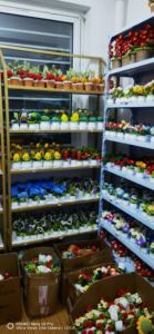 Fleur Artificielle Tricotée à la Main Tulipes Plantes en Pot <span class=keywords><strong>Amigurumi</strong></span> Fleurs Bouquet Artisanat Fait à la Main Jamais Flétrissement Fleur Éternelle - Product Image 4