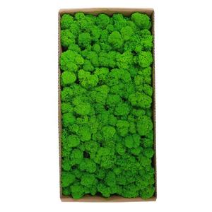 Vente en gros de mousse de Lichen et de renne stabilisée de haute qualité pour la décoration des murs de fleurs mousse naturelle préservée - Product Image 5