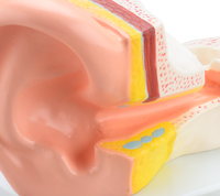 Modèle d'anatomie de l'oreille agrandi 3 fois, modèle de structure de l'oreille interne, moyenne et externe pour la formation ORL