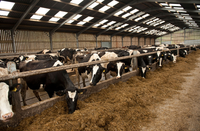 Abri semi-ouvert pour bétail, hangar à bovins en structure métallique, bergerie en acier, bâtiment en acier pour bétail et moutons à usage agricole