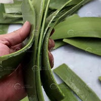 Nieuwe Product Automatische Aloë Vera Peeling Machine Cactus Huid Verwijderen Machine