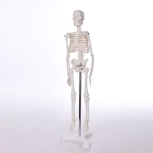 BIX-A1006 Table-top medical human anatomy skeleton model