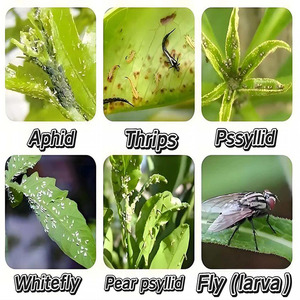 Beta-ciflutrina para algodón, vegetales, frutas y maíz. <span class=keywords><strong>Control</strong></span> <span class=keywords><strong>de</strong></span> gusanos del algodón, áfidos, ácaros arañas y gusanos del maíz. 97% TC. - Product Image 4
