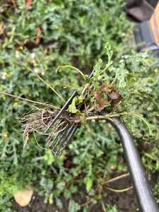 Rastrillo Desmalezador de 6 Dientes de Alta Resistencia - Herramienta de Jardín Multifunción con Hoja de Acero Inoxidable y Mango de Goma, Capacidad de Corte de 10 cm para Diente de León - Product Image 5