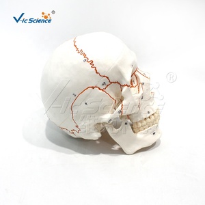 Modelo médico anatómico de cráneo de <span class=keywords><strong>sutura</strong></span> ósea con anotación digital - Product Image 6