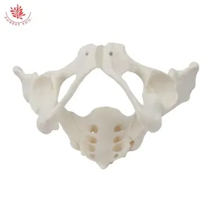 Medicina <span class=keywords><strong>de</strong></span> anatomía Modelo <span class=keywords><strong>de</strong></span> pelvis femenina Tamaño real Hueso <span class=keywords><strong>de</strong></span> la cadera femenina Modelo <span class=keywords><strong>de</strong></span> anatomía pélvica Modelo <span class=keywords><strong>de</strong></span> Anatomía <span class=keywords><strong>de</strong></span> <span class=keywords><strong>mujer</strong></span> <span class=keywords><strong>de</strong></span> PVC - Product Image 2