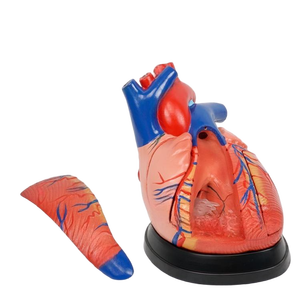 Modello Didattico YULIN YL-3X01, Cuore Umano Ingrandito 3 Volte, Modello Educativo <span class=keywords><strong>per</strong></span> l'Anatomia e la Ricerca sui Organi - Product Image 4
