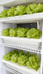 Gabinete Hidropónico <span class=keywords><strong>Interior</strong></span> y Sistema <span class=keywords><strong>de</strong></span> <span class=keywords><strong>Cultivo</strong></span> Vertical |   Gabinete <span class=keywords><strong>de</strong></span> <span class=keywords><strong>Cultivo</strong></span> Inteligente Multicapa con Cubierta <span class=keywords><strong>de</strong></span> ABS para <span class=keywords><strong>Cultivo</strong></span> <span class=keywords><strong>de</strong></span> Vegetales en el Hogar - Product Image 3