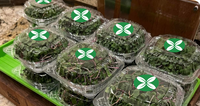 Récipient alimentaire à clapet pour microgreens vivants avec couvercles d'étanchéité Boîte en plastique transparente pour animaux de compagnie 5X5X3 pouces
