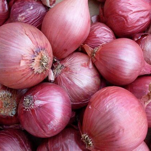 Semillas de Cebolla Roja Bombay de la Marca Moon Star, Pureza del 99.99%, 85% de Germinación, para Sistemas de Producción de Vegetales de Alto Volumen - Product Image 1