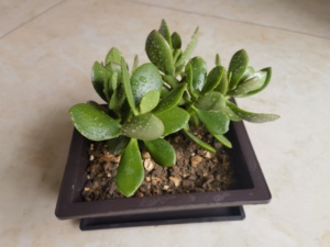 Fournitures de jardin <span class=keywords><strong>pas</strong></span> <span class=keywords><strong>cher</strong></span> Macetas Para Bonsai Rectangle 11 "Bonsai Pot de fleur 29cm <span class=keywords><strong>Grand</strong></span> Bonsai Pot - Product Image 2