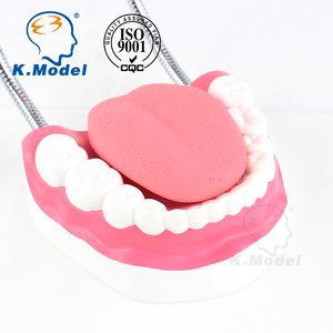 Modello di dente cura dentale modello 28 denti con spazzolino dimostrazione di pulizia orale e assistenza sanitaria assistenza orale medica - Product Image 6