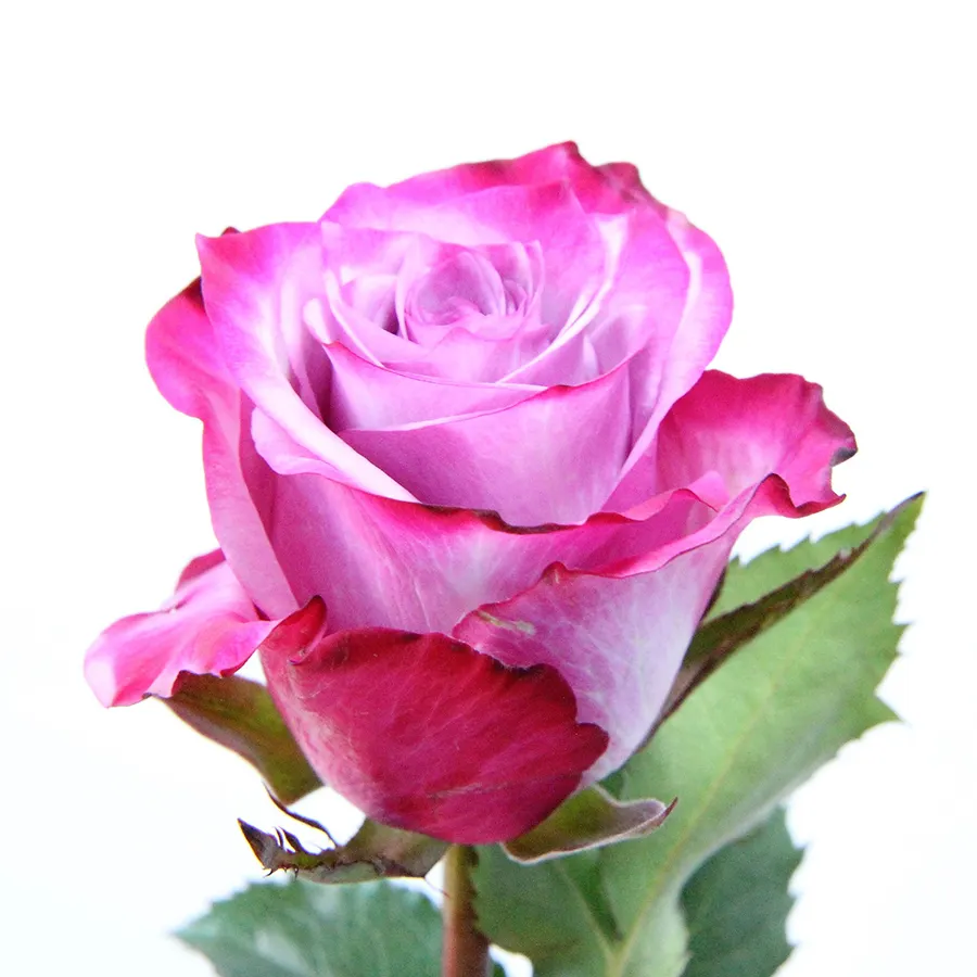 สดใหม่เคนยาดอกไม้ตัดสดสีม่วงเข้ม Rose สีม่วงสีม่วงGradientสีขาว Rose หัวขนาดใหญ่ 50 ซม.ก้านขายปลีกตัดกุหลาบ