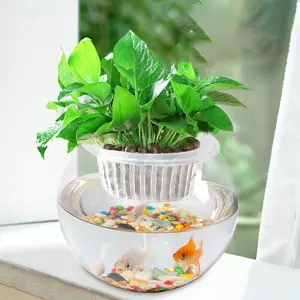 Yuvarlak şeffaf cam balık tankı hidroponik etli mikro peyzaj cam şişe bitki vazosu ev oturma odası dekorasyon
