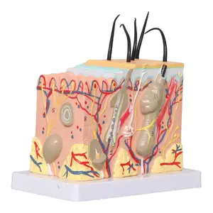 Ingrandimento 50X con i capelli modello di anatomia umana modello di anatomia umana della pelle di fabbrica