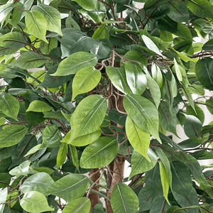 Factory Price 250cm Ficus <strong>Tree</strong> Wedding Large <strong>Artificial</strong> <strong>Tree</strong> With Plastic Pot <strong>Artificial</strong> Bonsai <strong>Tree</strong> for Decoration - Product Image 2