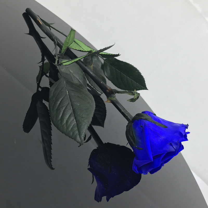 Rosa preservada azul