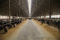 Ateliers à structure métallique pour solutions agricoles ; Étables à énergie solaire pour le stockage d'énergie destinées aux bovins et aux ovins