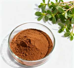 工場供給 天然健康補助食品 ハーバ・ポルチュラケエ・エキス/ポルチュラカ・オレラセア・L.エキス粉末 - Product Image 4