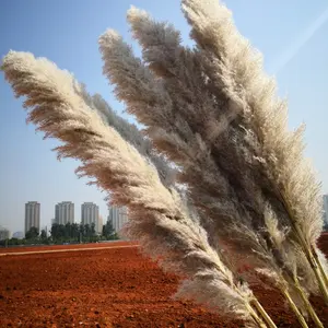 Yunnano fábrica atacado grande flor seca natural haste longa grama pampas para decoração da casa