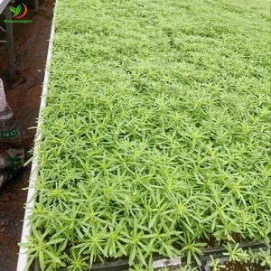50mm 60mm Tall 1020 Rice Seed Tray <strong>Seedling</strong> 60x30 Uv Resistance for <strong>Sprouting</strong> Vegetable - Product Image 4