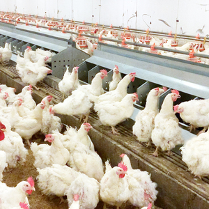 Haute qualité poulet et volaille élevage boîte <span class=keywords><strong>de</strong></span> ponte 220V moteur en acier inoxydable matériel ferme 220V moteur nouveau produit - Product Image 6