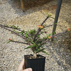 [Euphorbia Pedilanthoides] <span class=keywords><strong>Cactus</strong></span> Raro Imitador <span class=keywords><strong>de</strong></span> Pájaros, Proveedor con MOQ Bajo, Certificado Fitossanitario, Suculenta Exótica <span class=keywords><strong>de</strong></span> Caudex - Product Image 2