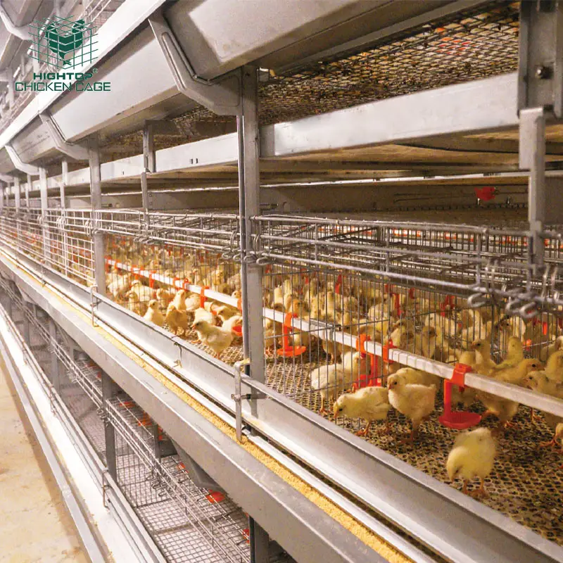 Offre Spéciale H type poulette cage pour les poussins d'un jour avec chargeur, buveur et fumier plaque collectrice