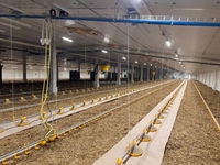 Cages préfabriquées pour poulets de chair Cages pour poulets de chair Système de plancher pour poulets de chair