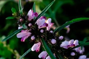 レインボーサプライ レオヌルス アルテミシア エキス パウダー - Product Image 2