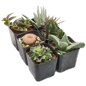 Colección de Suculentas Raras Curadas, Sin Repeticiones, Suculentas Únicas para Coleccionistas con Variedades Inusuales para Exhibiciones y Regalos - Product Image 2