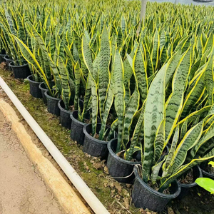Plantas Ornamentales Modernas y Populares para Decoración de Interiores: Árbol Natural Vivo, Orquídea Tigre, Bonsái, Planta Serpiente (Sansevieria) al por Mayor - Product Image 5