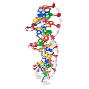 Modelo de Biología para Educación Escolar Avanzada, Modelo de ADN para Educación en Ciencias Médicas - Product Image 1
