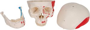 Modelo <span class=keywords><strong>de</strong></span> Cráneo Musculoso Pintado a Tamaño Real con Mandíbula Móvil, Suturas Claras, Herramienta <span class=keywords><strong>de</strong></span> Enseñanza <span class=keywords><strong>de</strong></span> Anatomía Médica para Entrenamiento Escolar - Product Image 2