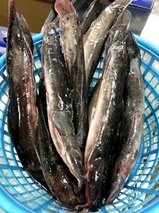 Ali Baba New <strong>Frozen</strong> Bulk Whole Catfish Supplier Wholesale Catfish Whole Round