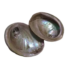 Polished australia abalone seashell paua raw