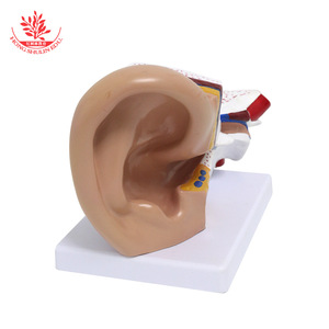 Modèle d'anatomie de l'oreille pour table ; modèle d'oreille humaine à grossissement 3x ; anatomie d'organe humain en 2 parties détachables. - Product Image 1