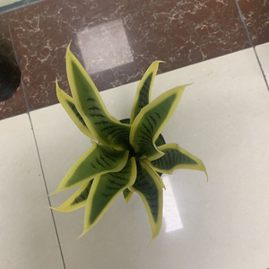 50cm 16 <span class=keywords><strong>hojas</strong></span> bonsái serpiente planta plástico borde amarillo serpiente artificial planta - Product Image 6
