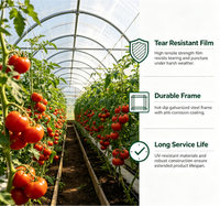 Grande serre agricole multi-chapelles clé en main en film plastique pour tomates, fraises, fleurs et myrtilles